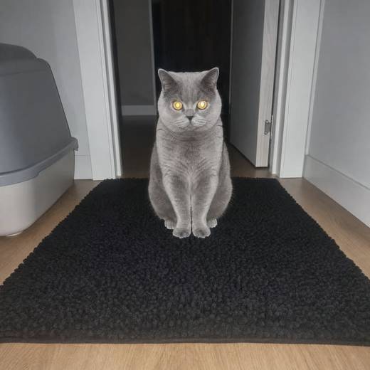 Derek T. — Verified KittyReef customer