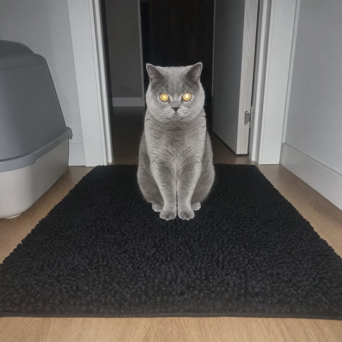 Derek T. — Verified KittyReef customer