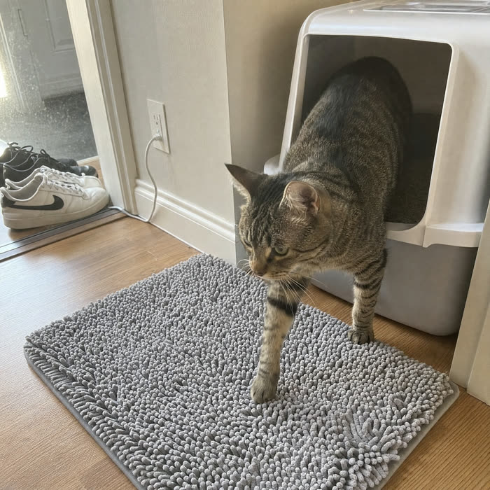 Hannah B. — Verified KittyReef customer