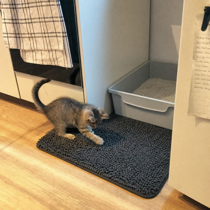 Charlene M. — Verified KittyReef customer