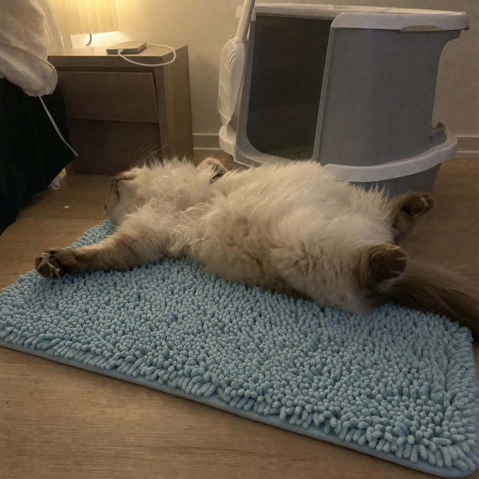 Katie R. — Verified KittyReef customer