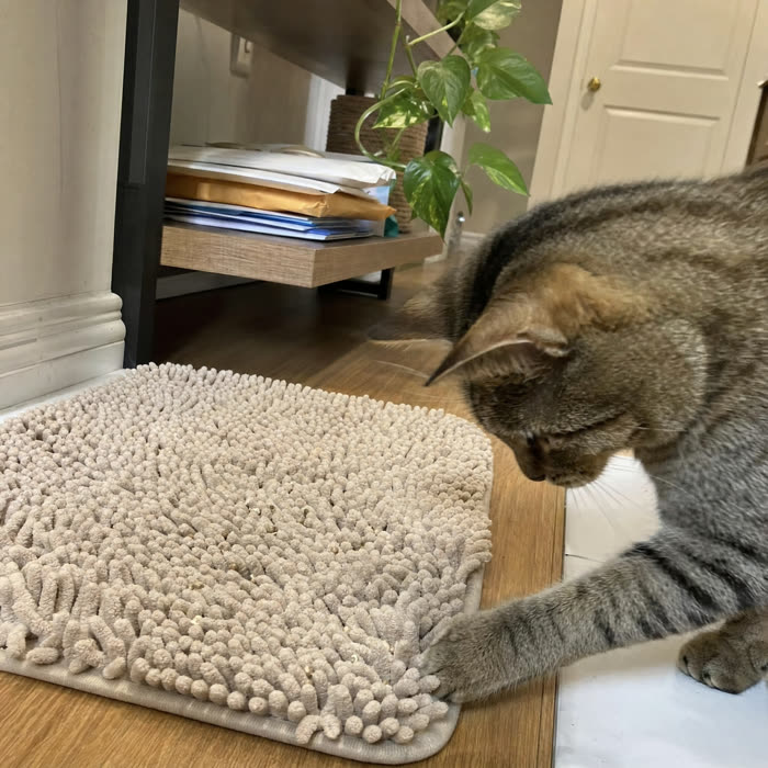 Arlene K. — Verified KittyReef customer