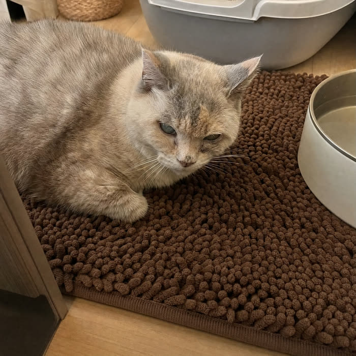 Eleanor W. — Verified KittyReef customer