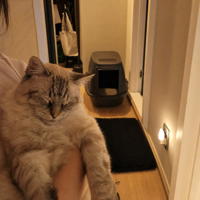 Frank H. — Verified KittyReef customer